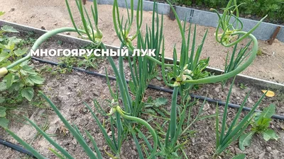Шагающий» многоярусный лук, уход — 6 соток | Home vegetable garden, Types  of onions, Perennial vegetables