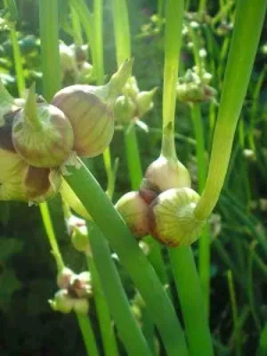 Сад растет многоуровневые лук Стоковое Фото - изображение насчитывающей  семена, воспроизводство: 167492970