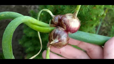 Многоярусный лук семена (Allium proliferum) - Цена: €7.95