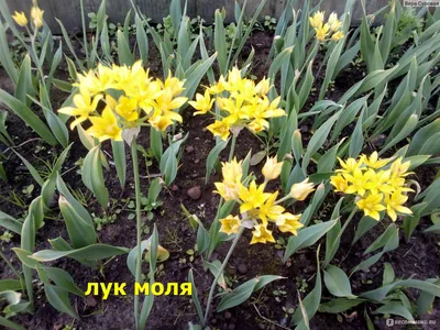 Лук Моли (лат. Allium moly) - «Мифический Золотой Чеснок» | отзывы