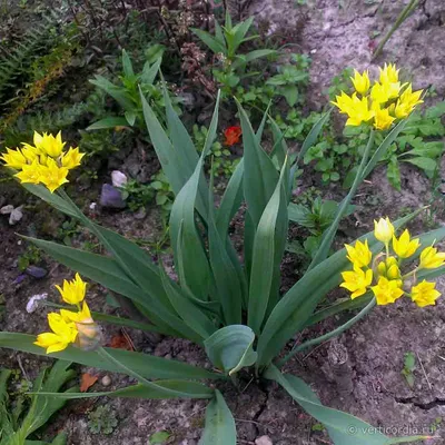 Вертикордия — Лук Моли (Allium moly)