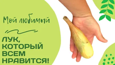 Лук-севок (арбажейка) микс сортов, вес 1кг купить почтой в Одессе, Киеве,  Украине | Agro-Market