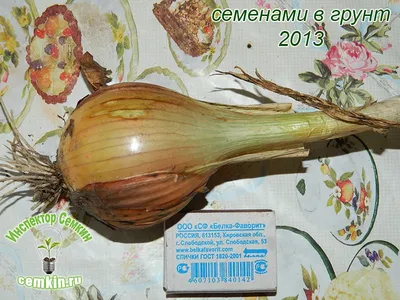Семена Поиск Лук репчатый Есаул 0,5 г - купить с доставкой на дом в  СберМаркет