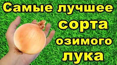 Лук - Луковичные культуры - Овощные культуры - GreenInfo.ru