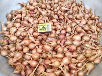 Время покупать лук-севок » Ковровские вести