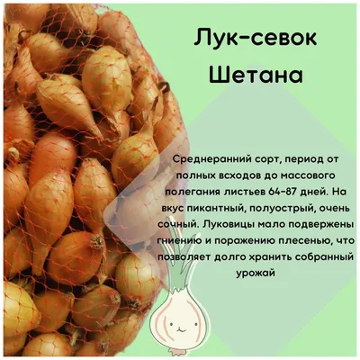 Лук севок Шетана 1 кг - купить в Дмитрове, Москве и Московской области по  низкой цене