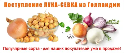 Время покупать лук-севок » Ковровские вести