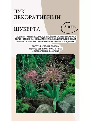 Лук Шуберта (Allium schubertii) | Plants, Garden
