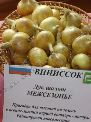 Лук семейный (сорокозубка), цена 100 руб. купить в Ивановском