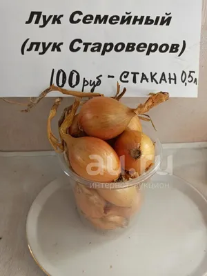 Лук семейный Староверов ( многозачатковый) — купить в Красноярске. Овощи на  интернет-аукционе Au.ru