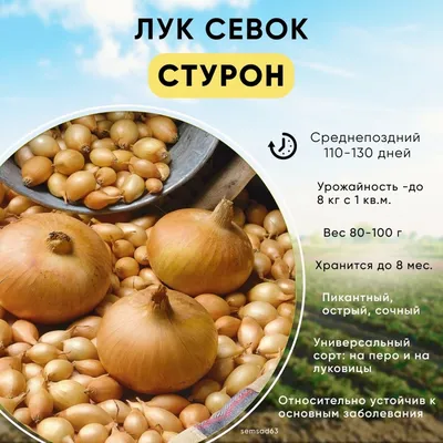Озимый лук-севок Стурон, 1 кг купить 〛по выгодной цене в Киеве и Украине |  Фото | Отзывы