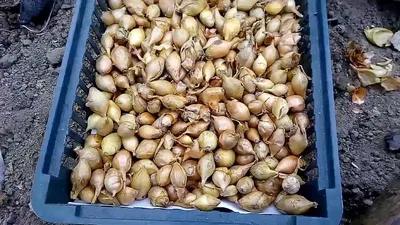 Лук репчатый Стурон 0,5г, семена | Купить в интернет магазине Аэлита