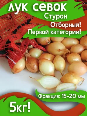 Лук севок Стурон купить в Украине | Веснодар