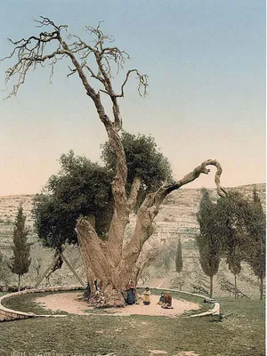Мамврийский дуб — Википедия