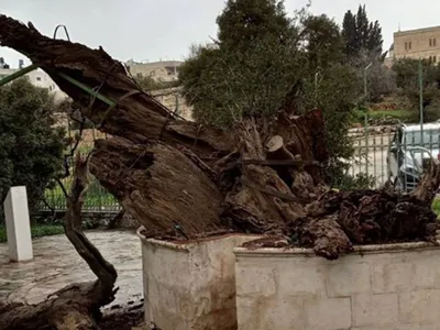 В Палестине рухнул дуб, падение которого считается предвестником  апокалипсиса — URA.RU