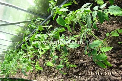 Быстрое выращивание рассады томатов дома. Как выращивать рассаду?