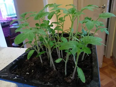 Пикировали в апреле рассаду помидоров — получилось 140 корней | Деревенская  душа | Дзен