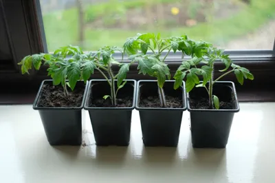 Когда сеять помидоры на рассаду: календарь посева в 2024 году