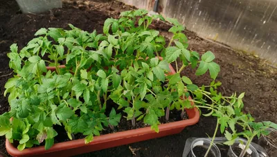 Рассада томатов готова к пересадке | Пикабу