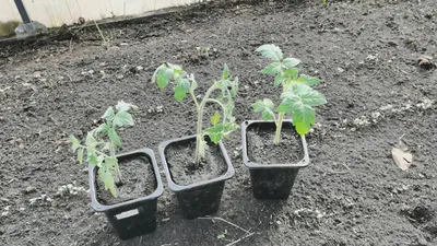 Рассада томатов готова к пересадке | Пикабу