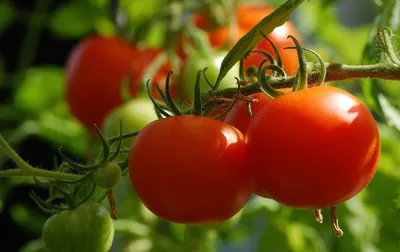Рассада помидоров будет сильной с этим удобрением | Стайлер