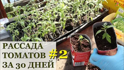 Рассада томатов за 30 дней / Пикировка - YouTube