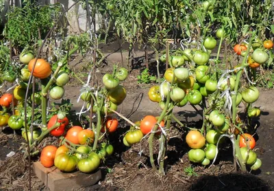 Как выращивать помидоры в теплице из поликарбоната зимой