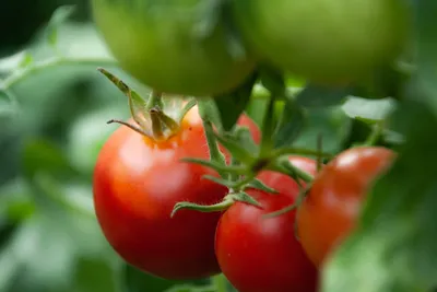 Выращивание томатов (помидоров) в теплице и открытом грунте, семенами и  рассадой - Метеонова