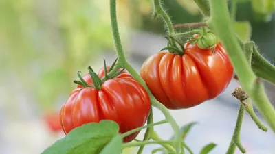 АгроСидсТрейд AGS/tomatoes - купить по выгодным ценам в интернет-магазине  OZON (595373755)