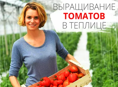Жаль, раньше не знали: помидоры растут без остановки по три месяца —  потратили 10 минут