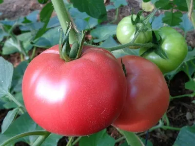 Выбирайте правильные даты высева помидоров и правильный уход за ними  Выбирайте правильные даты высева помидоров и правильный уход за ними