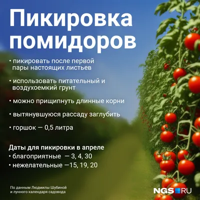 Когда пикировать помидоры, как это делать: правила пикировки рассады  томатов - 5 апреля 2023 - 74.ru