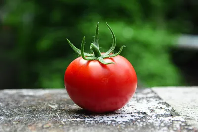 Рассада помидоров не растет – чего ей не хватает | На грядке (Огород.ru)