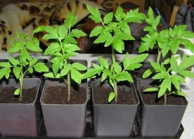 Томат Янтарный купол 0,05 г АСТ для выращивания / семена томатов для  посадки / помидор для открытого грунта / | AliExpress