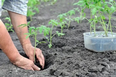 Когда сажать помидоры на рассаду и в грунт в 2023