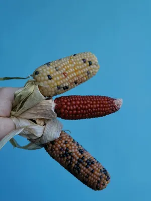 Мини кукуруза