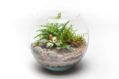 Мастер-класс флорариум своими руками, мини-сад в стеклянной вазе