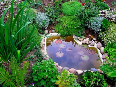 Как создать садовый водоём - этапы и материалы | Sadik.ru
