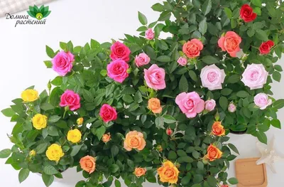 Миниатюрные розы в саду фото фото