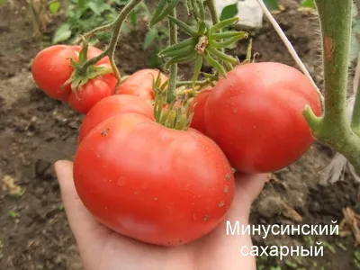 Назвали победителей: «Минусинский помидор-2023» выявил самые крупные томаты