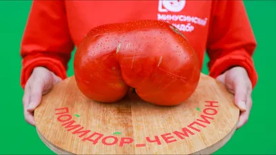 Двухкилограммовый помидор из Минусинска оказался крупнейшим в стране
