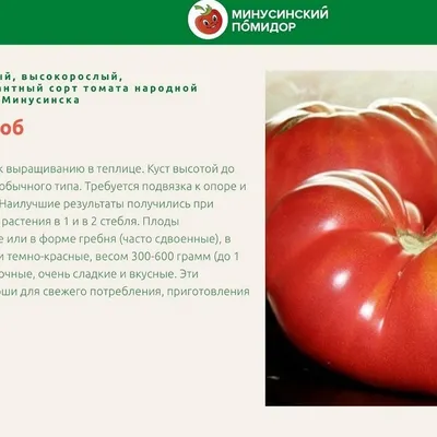 Победителем Минусинского помидора стал плод весом более 1,7 кг