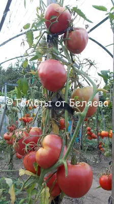 В Минусинске ищут помидоры-гиганты