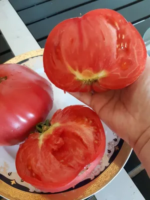 Минусинский помидор.