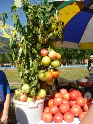 В Минусинске вырастили самый большой помидор в России | 07.09.2021 | Абакан  - БезФормата