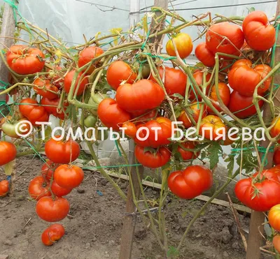 В Минусинске показали самый огромный помидор за всю историю - KP.RU