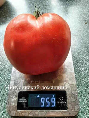 Жительница Минусинска рассказала, как вырастила самый большой томат в  России - Российская газета