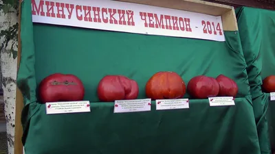 Минусинский помидор» в 2023 году | «Енисей кино» - кинолетопись,  кинопрокат, производство кинофильмов в Красноярском крае