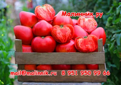 День минусинского помидора | Minusinsk