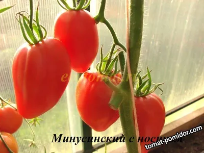 Жительницу Красноярска засудили на конкурсе на самый большой помидор . Metro